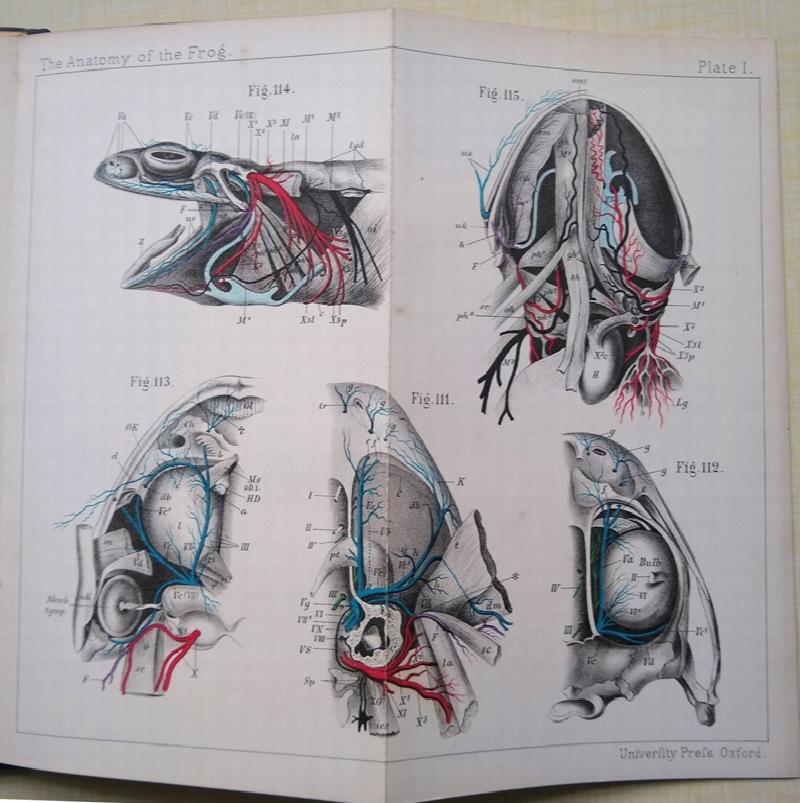 Image for The Anatomy of the Frog