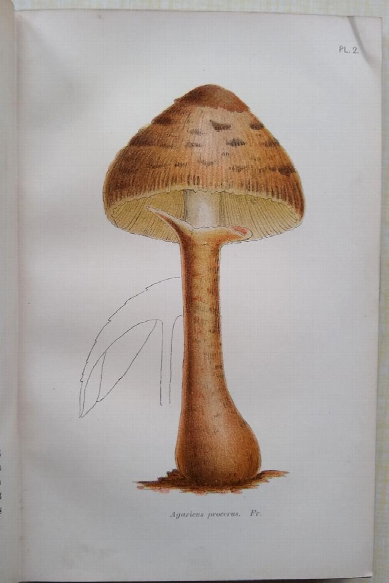 Image for A Plain and Easy Account of British Fungi, with especial reference to the esculent and economic species