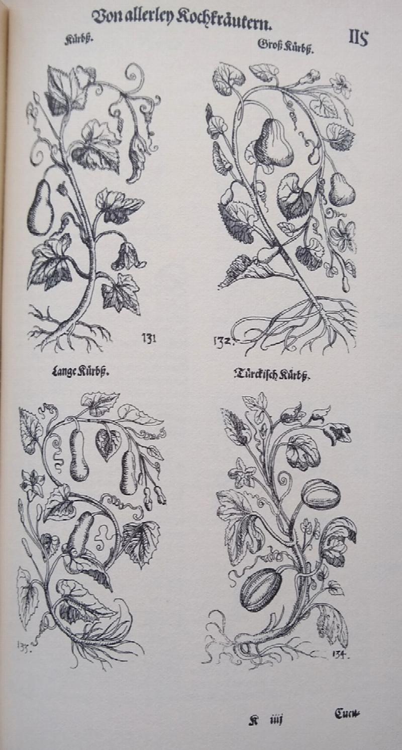 Image for Kreutterbuch Deß uralten und in aller Welt berühmtesten Griechischen Scribenten Pedacii Dioscoridis Anazarbaei