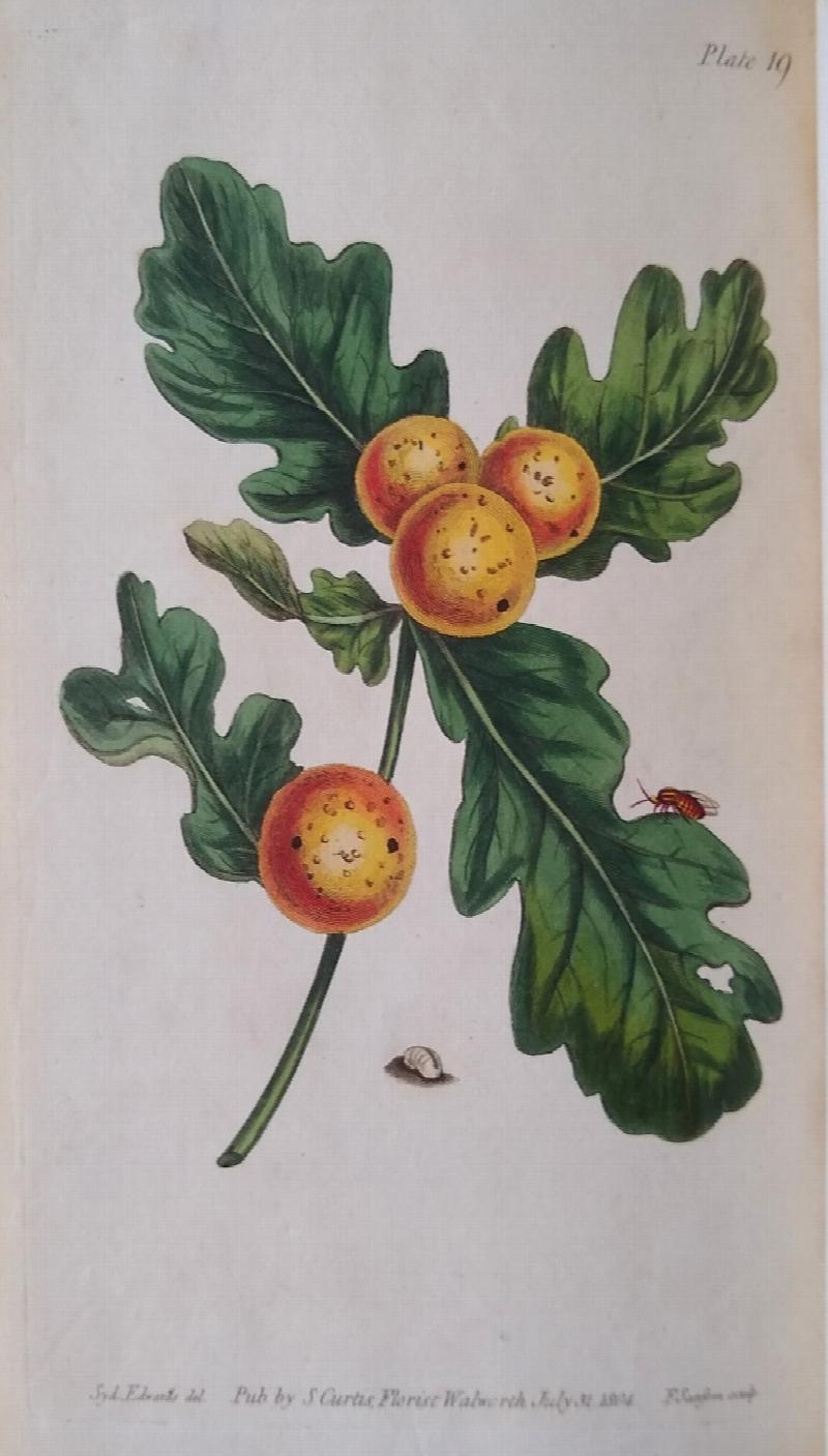 Image for Lectures on Botany, as Delivered to His Pupils, by William Curtis; Arranged by Samuel Curtis, Florist, Walworth. [Three volumes]