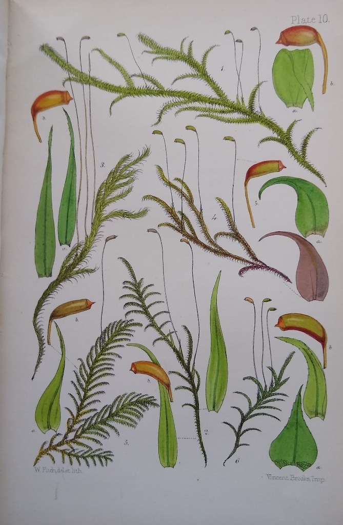 Image for Handbook of British Mosses, comprising all that are known to be natives of the British Isles