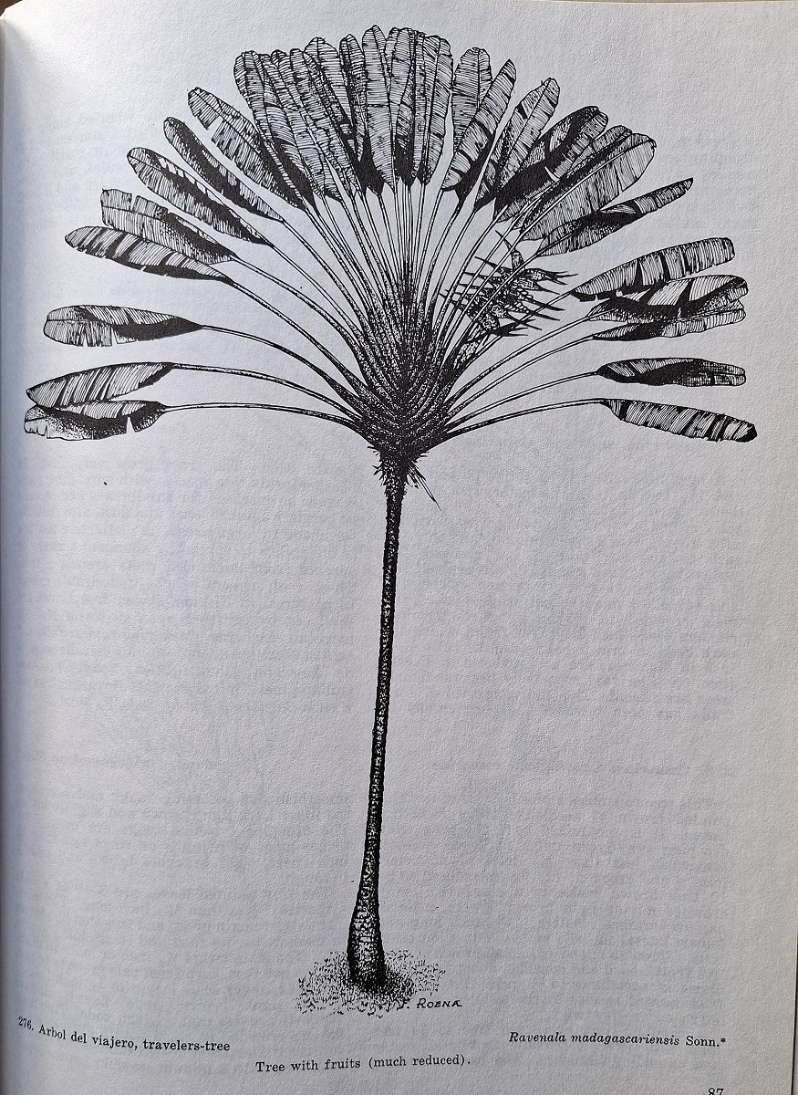 Trees of Puerto Rico and the Virgin Islands - Two volumes.