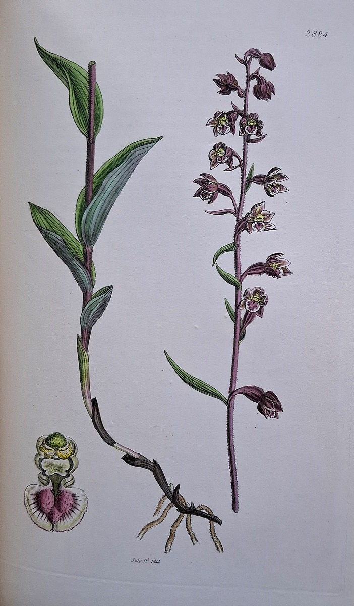 Supplement to the English Botany of the Late Sir J.E. Smith and Mr Sowerby. Volumes I, II, III & IV [with approximately 366 hand coloured plates)