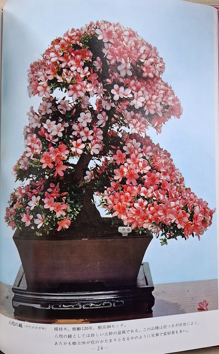Satsuki - Ornamental Appreciation and Bonsai (Azaleas) rough translation