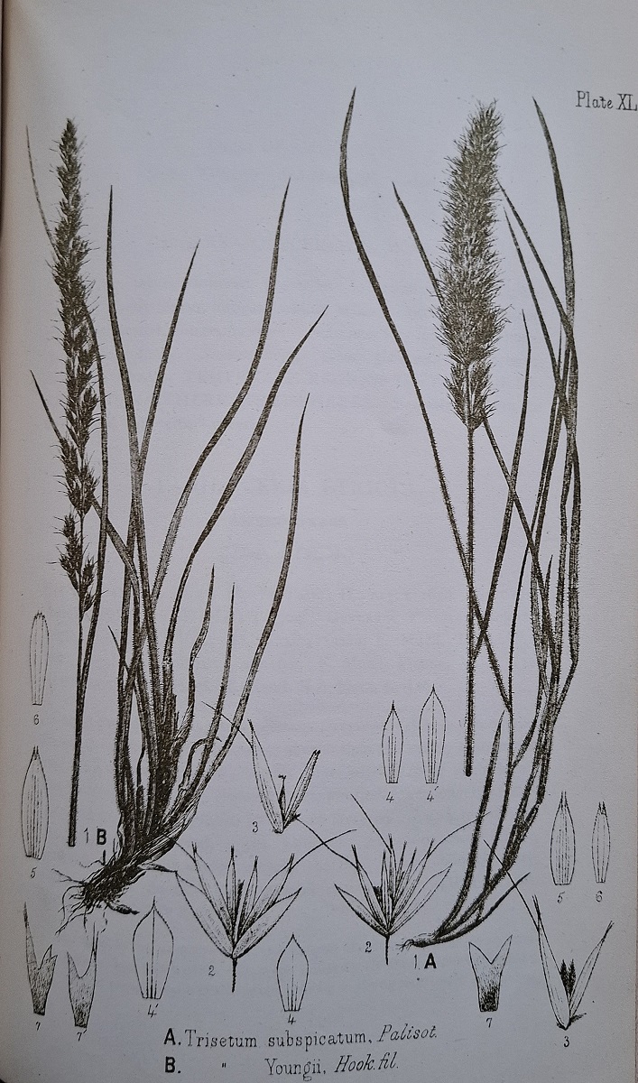 Manual of the Indigenous Grasses of New Zealand
