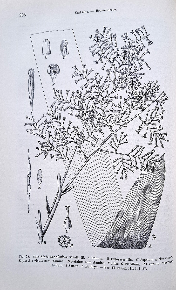 Bromeliaceae [Das Pflanzanreich IV. 32]