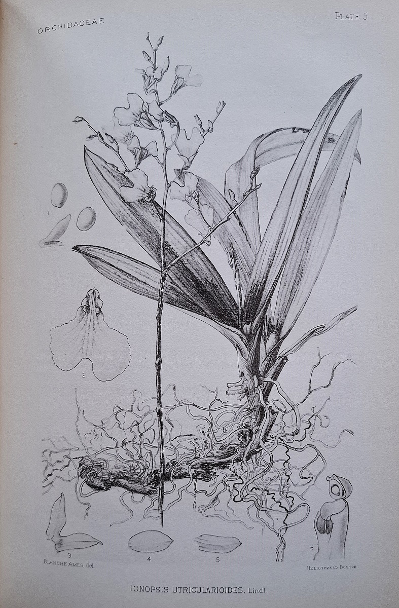 Studies in the Family Orchidaceae, issuing from The Ames Botanical Laboratory, North Easton, Massachusetts. Fascicles I & III