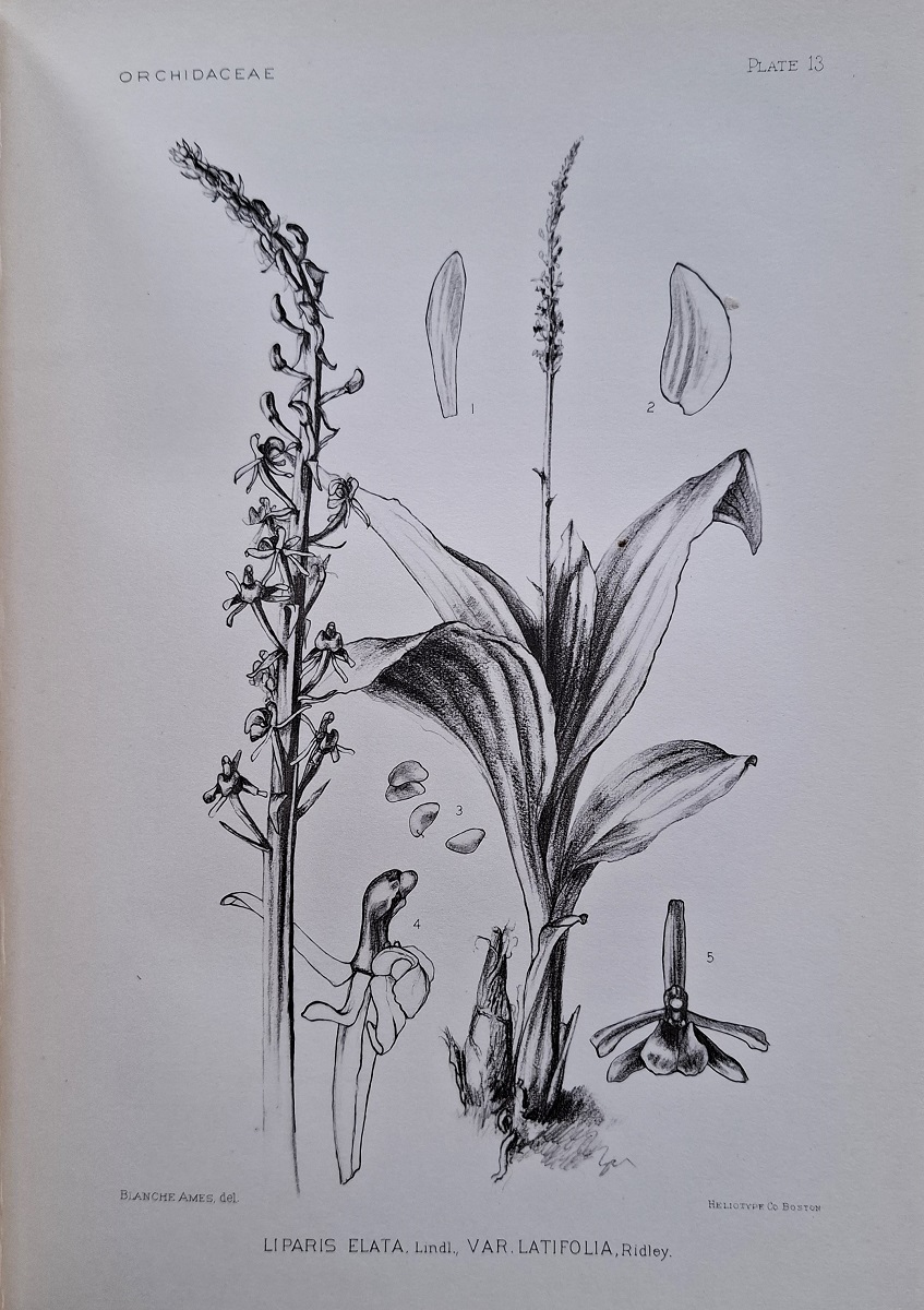Studies in the Family Orchidaceae, issuing from The Ames Botanical Laboratory, North Easton, Massachusetts. Fascicle I
