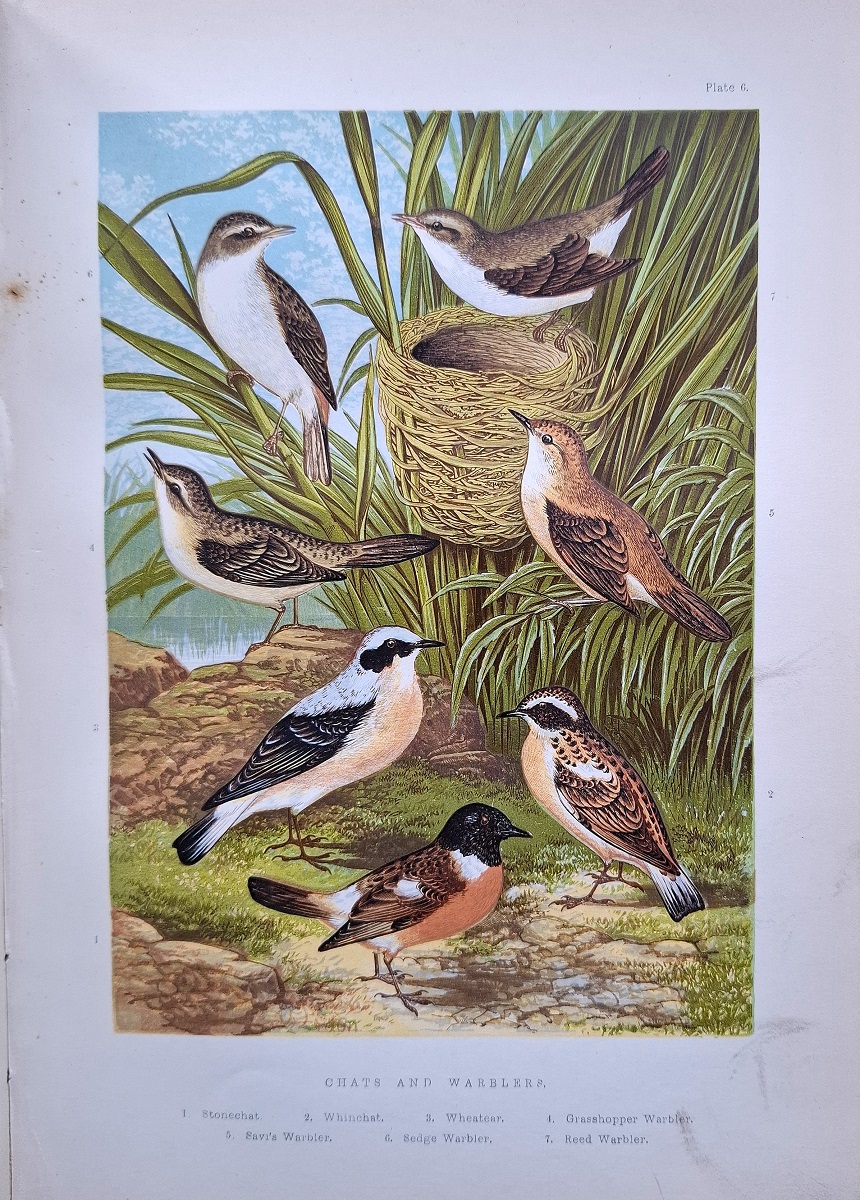 The Smaller British Birds, with descriptions of their nests, eggs, habits etc
