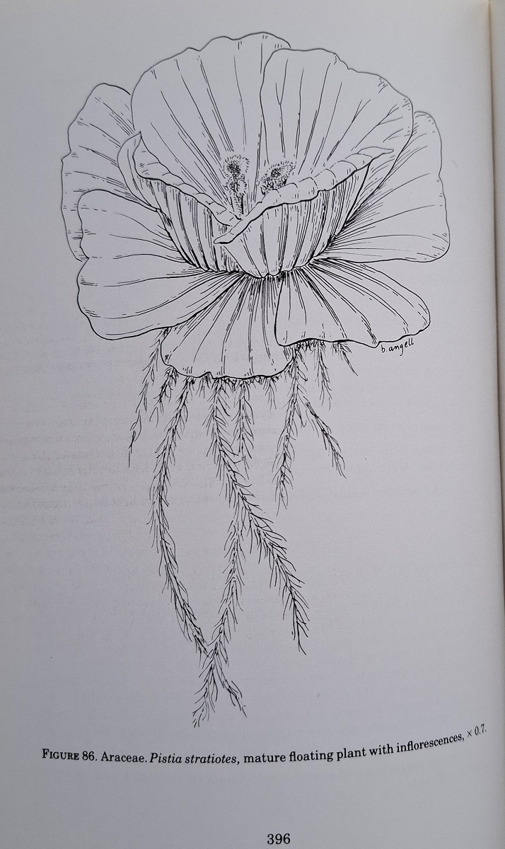 Flora of the Lesser Antilles, Leeward and Windward Islands