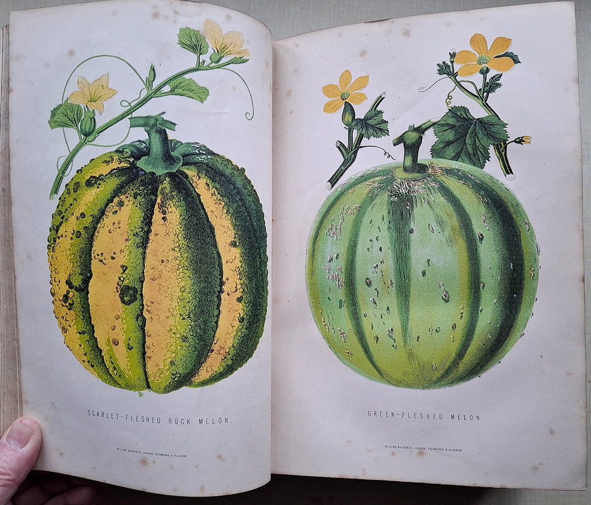 The New Practical Gardener and Modern Horticulturist.