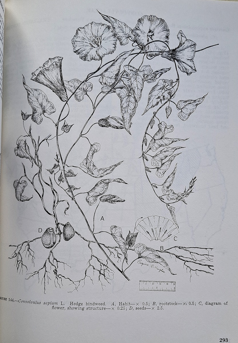 Selected Weeds of the United States