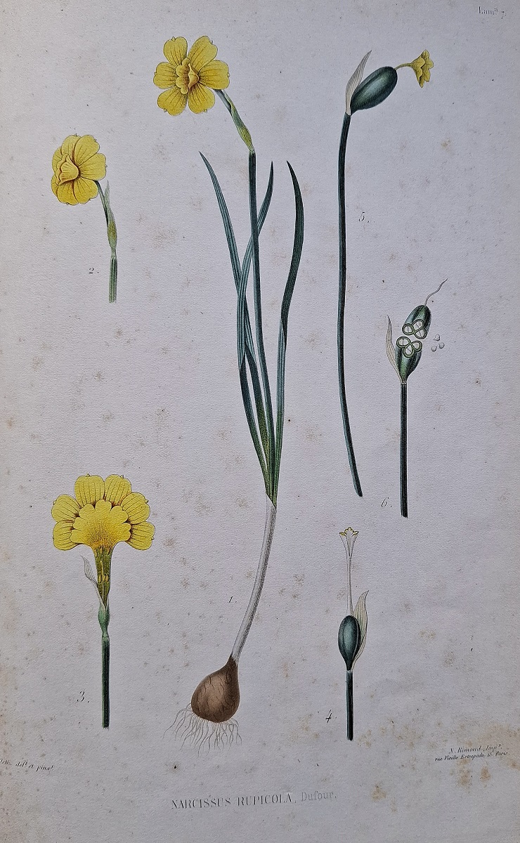 Ramilletes de Plantas Espanolas. Primer Ramillete