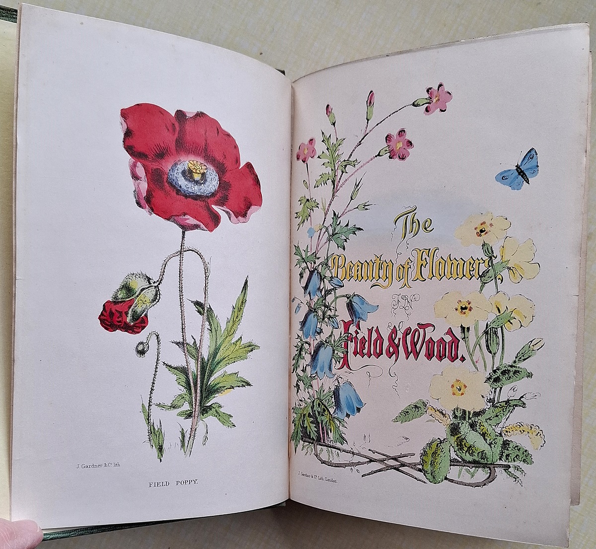 The Beauty of Flowers in Field and Wood; containing the natural orders or families of British wild plants; with their moral teachings illustrated