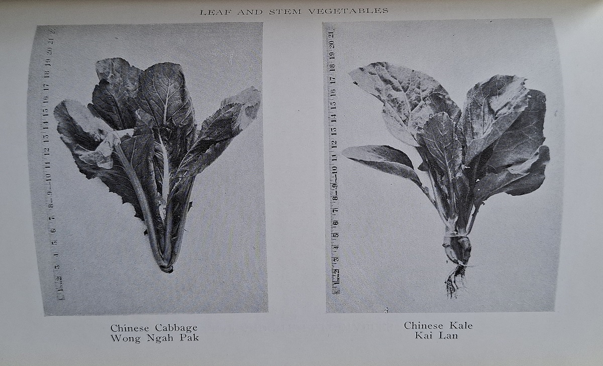 Vegetable Gardening in Malaya