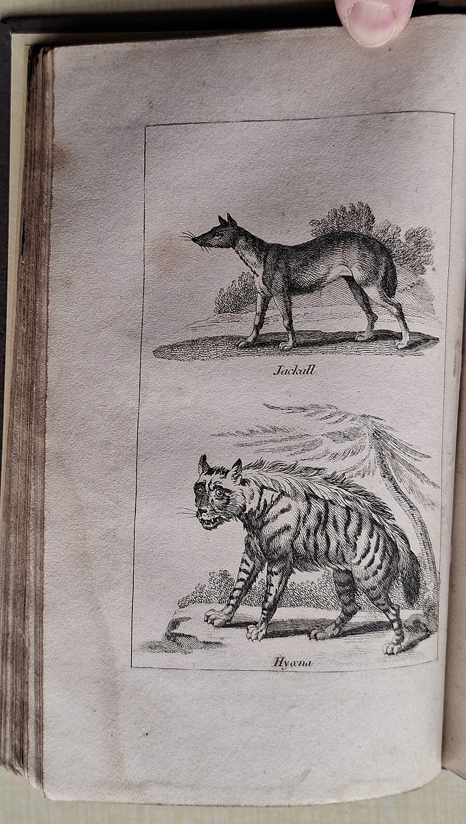 Natural History of Quadrupeds, for Children; combined with an attempt to engraft on the youthful mind the principles of tenderness and compassion for the animal creation. By A Lady