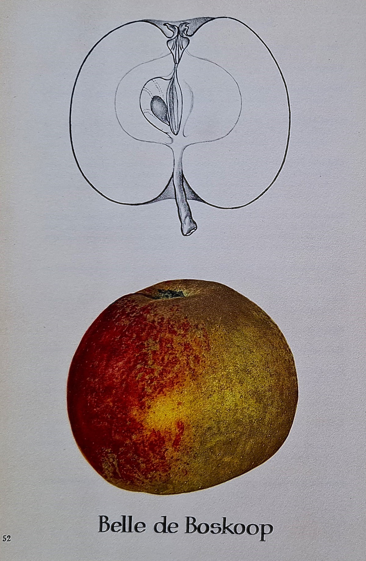 Pomologie Illustree - Pommes et Poires