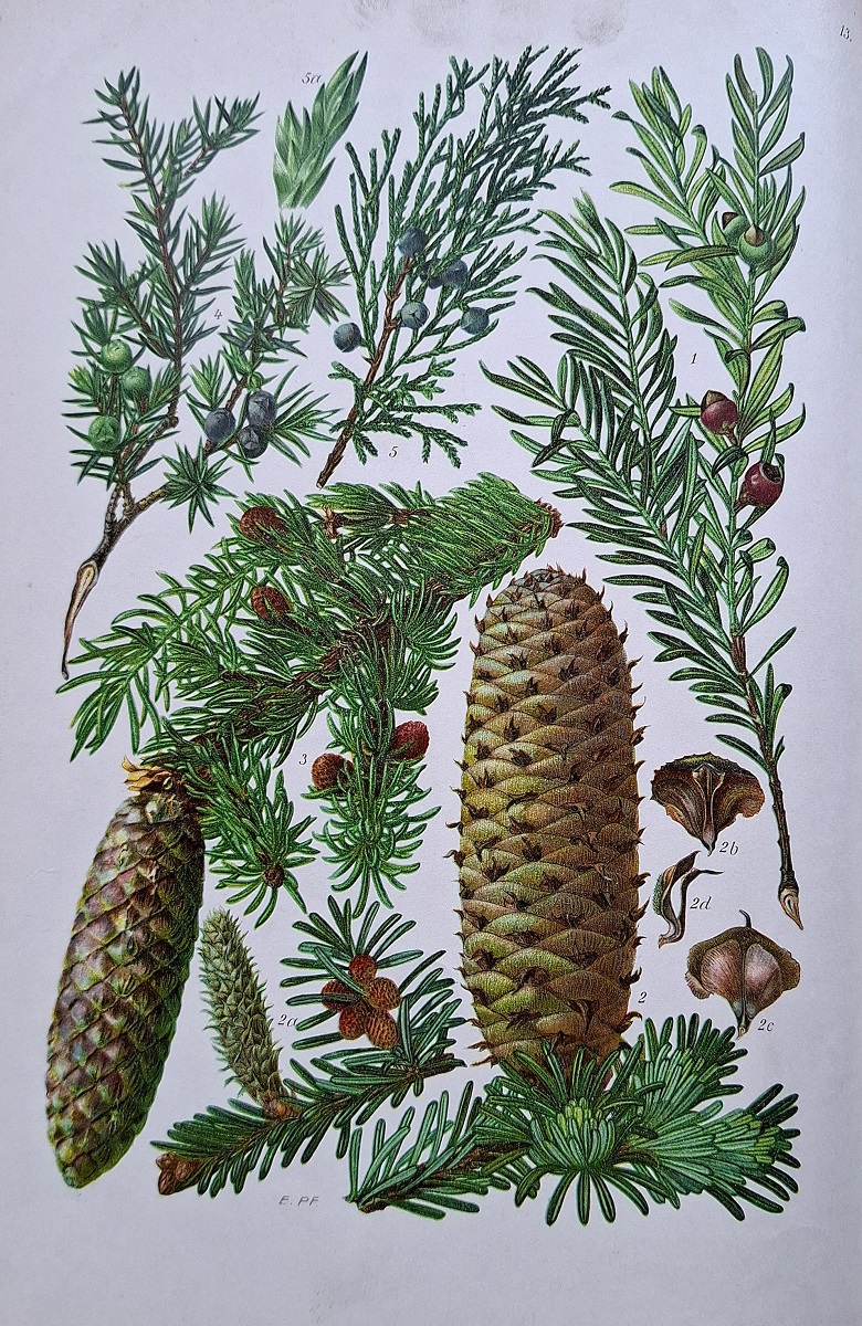 Illustrierte Flora von Mittel-Europa. Band I - Pteridophyta, Gymnospermae und Monocotyledones