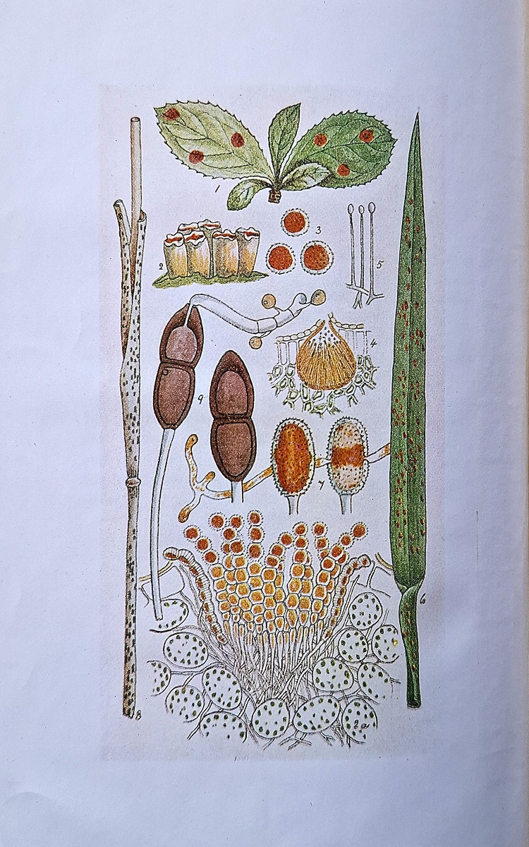 Mildews, Rusts, and Smuts - A synopsis of the families, Peronosporaceae, Erysiphaceae, Uredinaceae and Ustilaginaceae