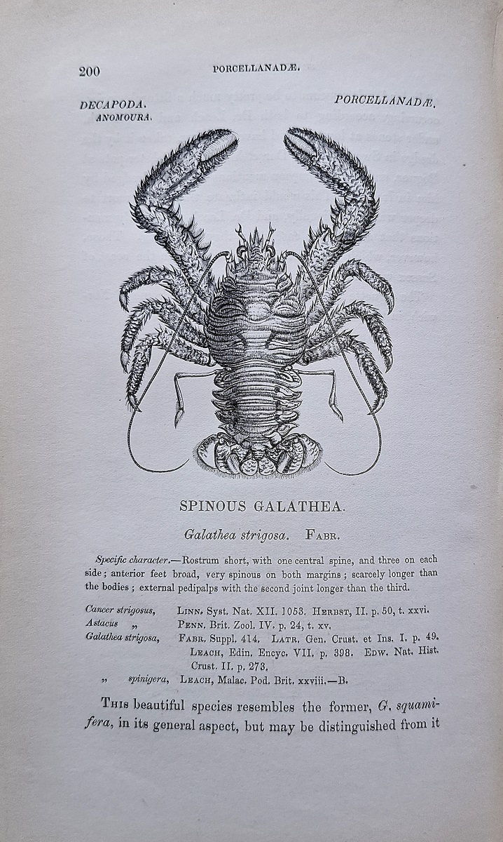 A History of the British Stalk-eyed Crustacea