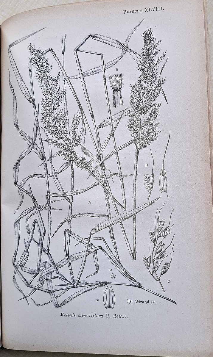 Flore Agostologique du Congo Belge et du Ruanda-Urundi. Volume II - Panicees