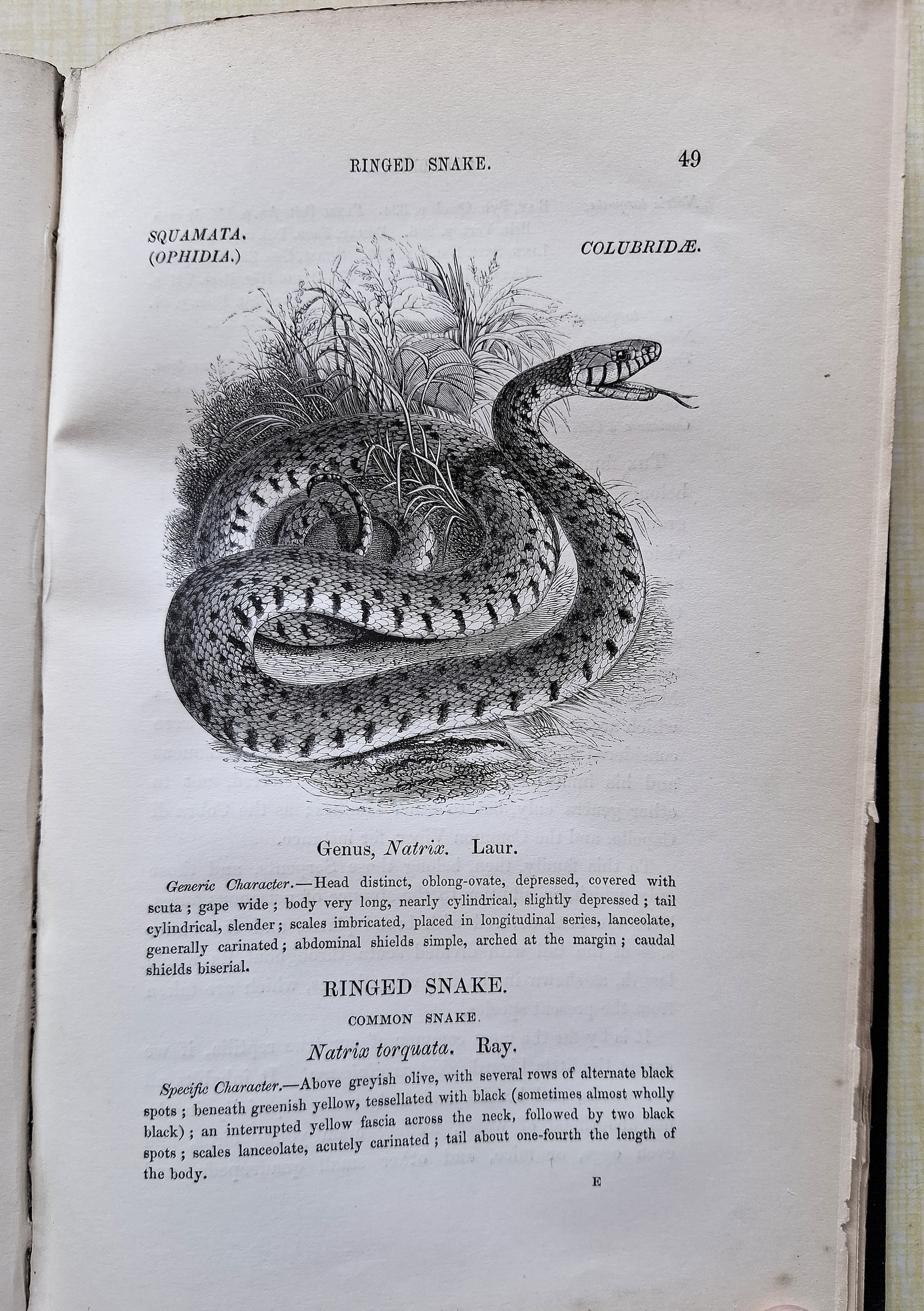 A History of British Reptiles.