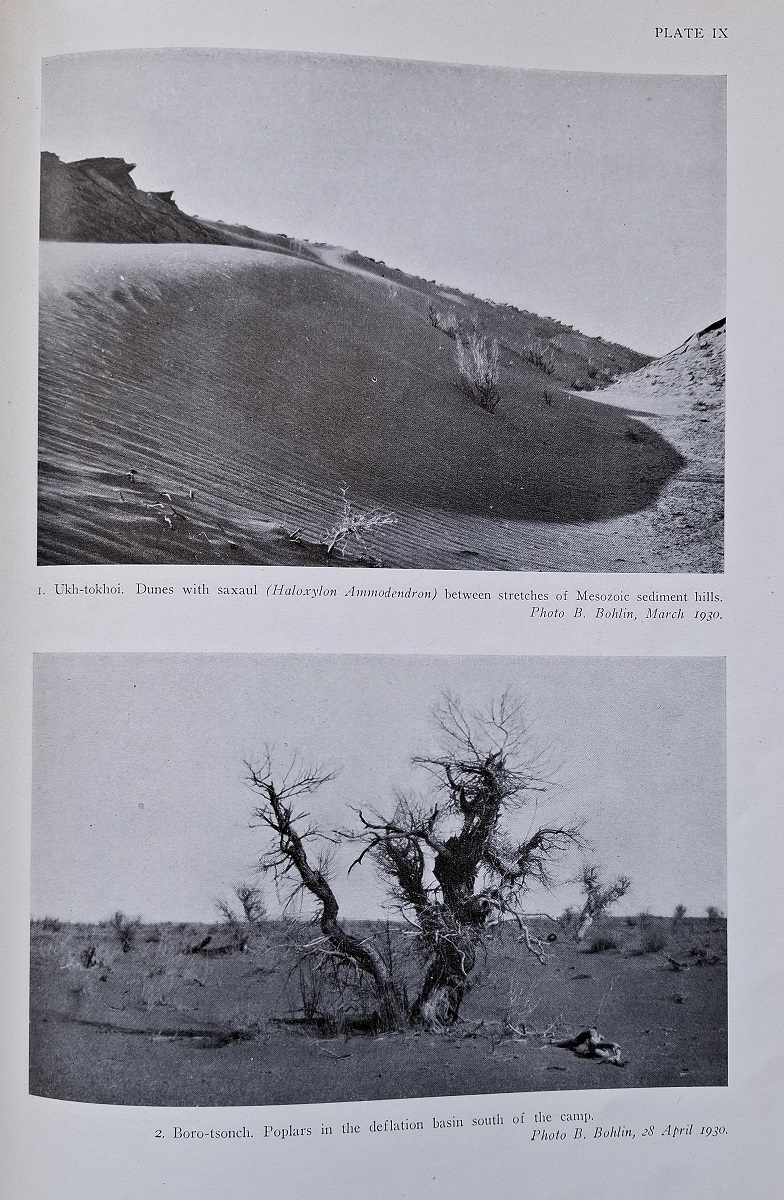 Flora of the Mongolian Steppe and Desert Areas . I - Pteridophyta, Gymnospermae and Monocotyledonae Typhaceae-Gramineae