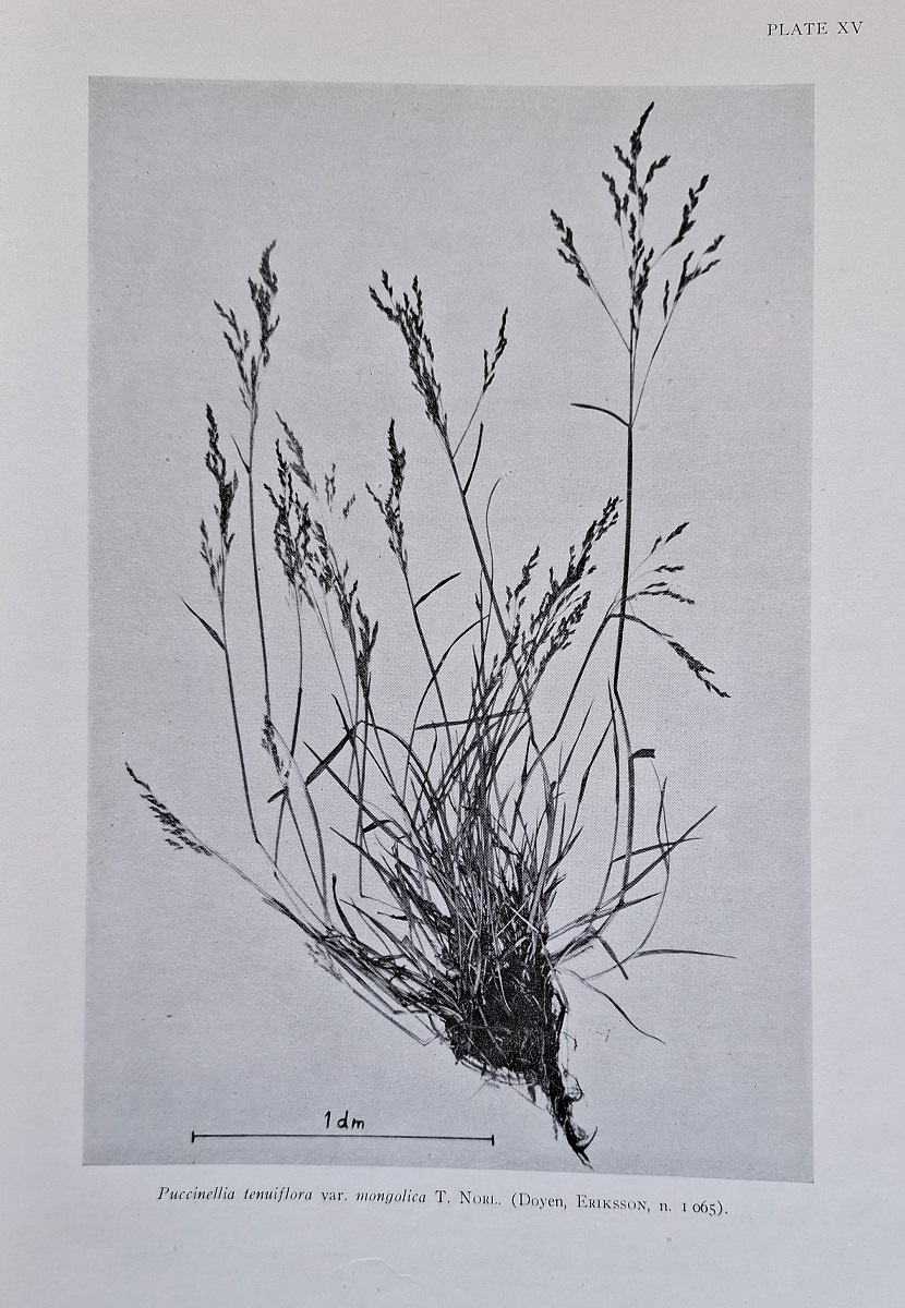 The Bombay Grasses