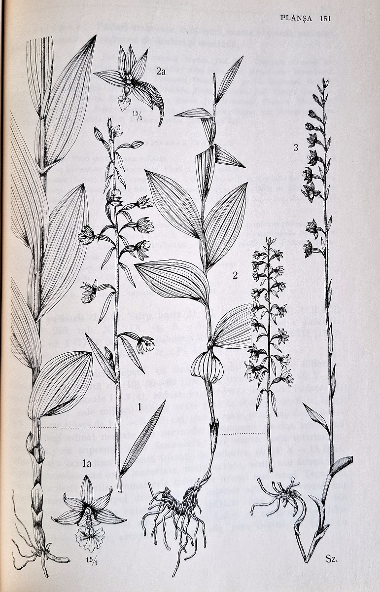 Flora Republicii Socialiste Romania, Volume XII - Gramineae, Orchidaceae, Araceae & Lemnaceae (Ron Payne's copy)