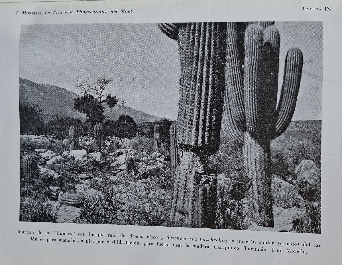 La Provincia Fitogeografica del Monte