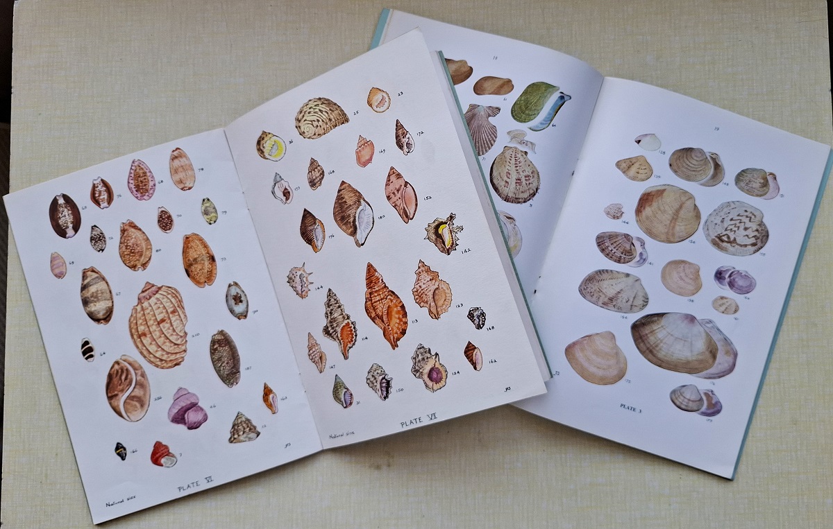 The Sea Shells of Dar es Salaam (Parts I & II)