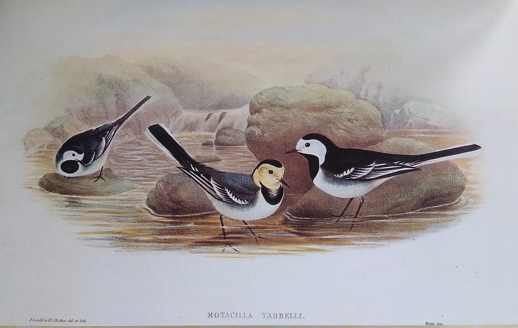 The Birds of Great Britain [Limited edition]