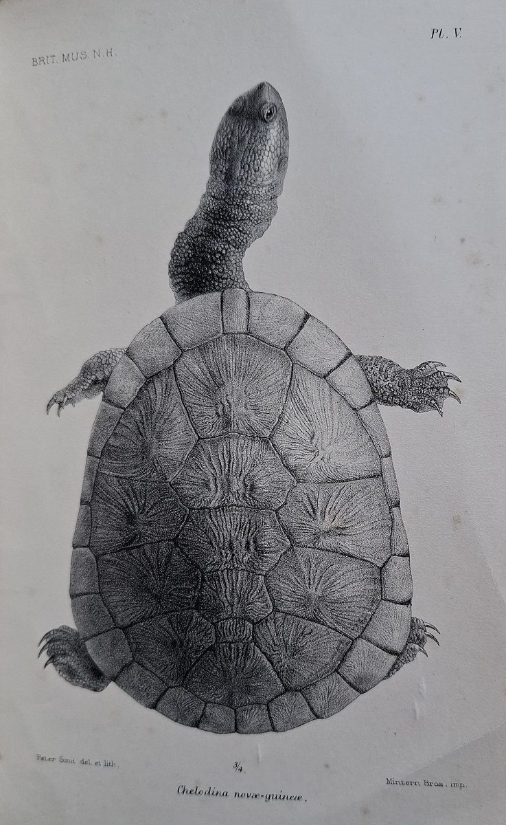 Catalogue of the Chelonians, Rhynchocephalians and Crocodiles in the British Museum (Natural History). Malcolm Smith's copy