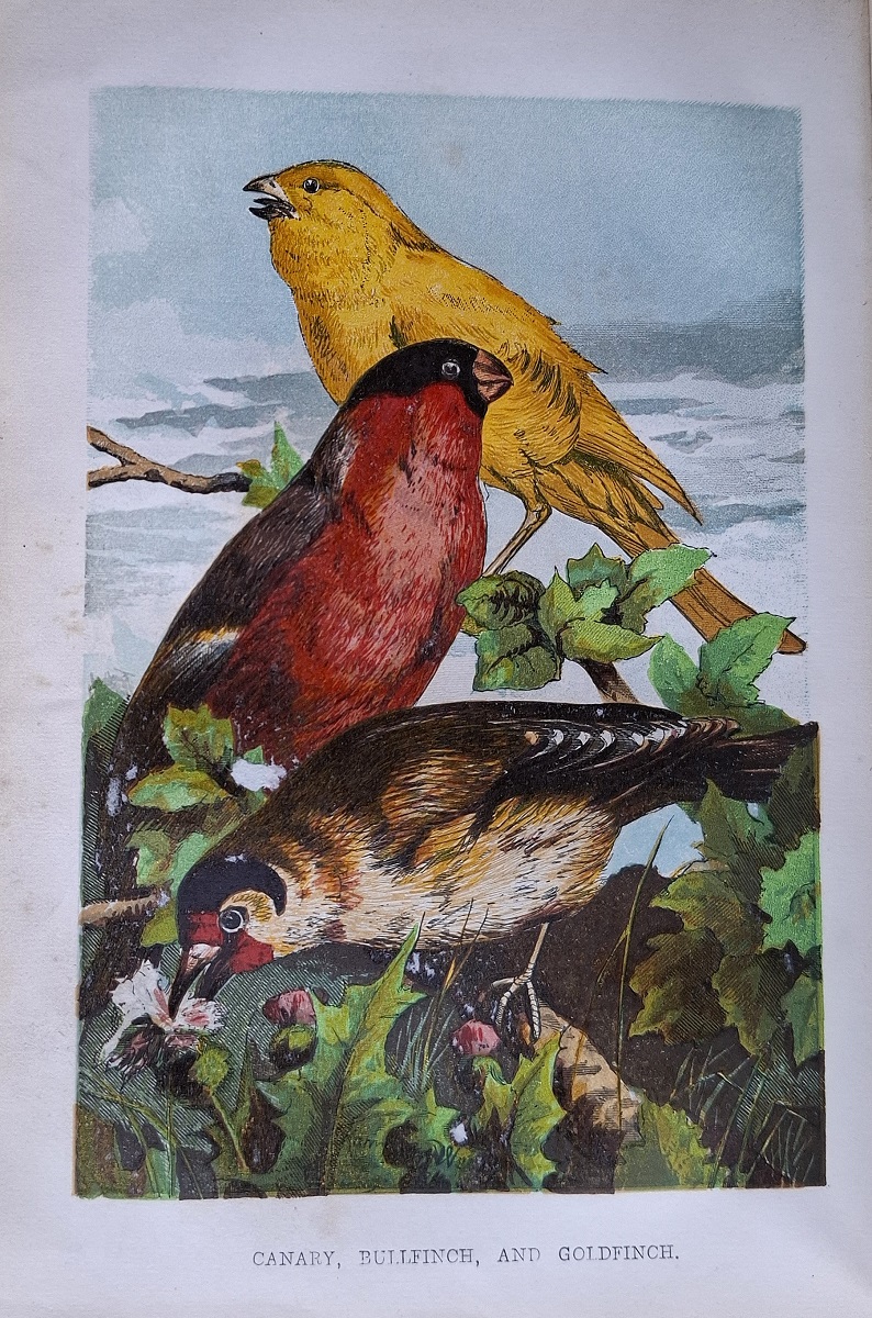 Beeton's Book of Birds: showing how to rear and manage them in sickness and in health
