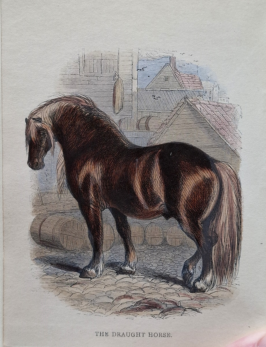 British Quadrupeds - with illustrations by Landseer and others