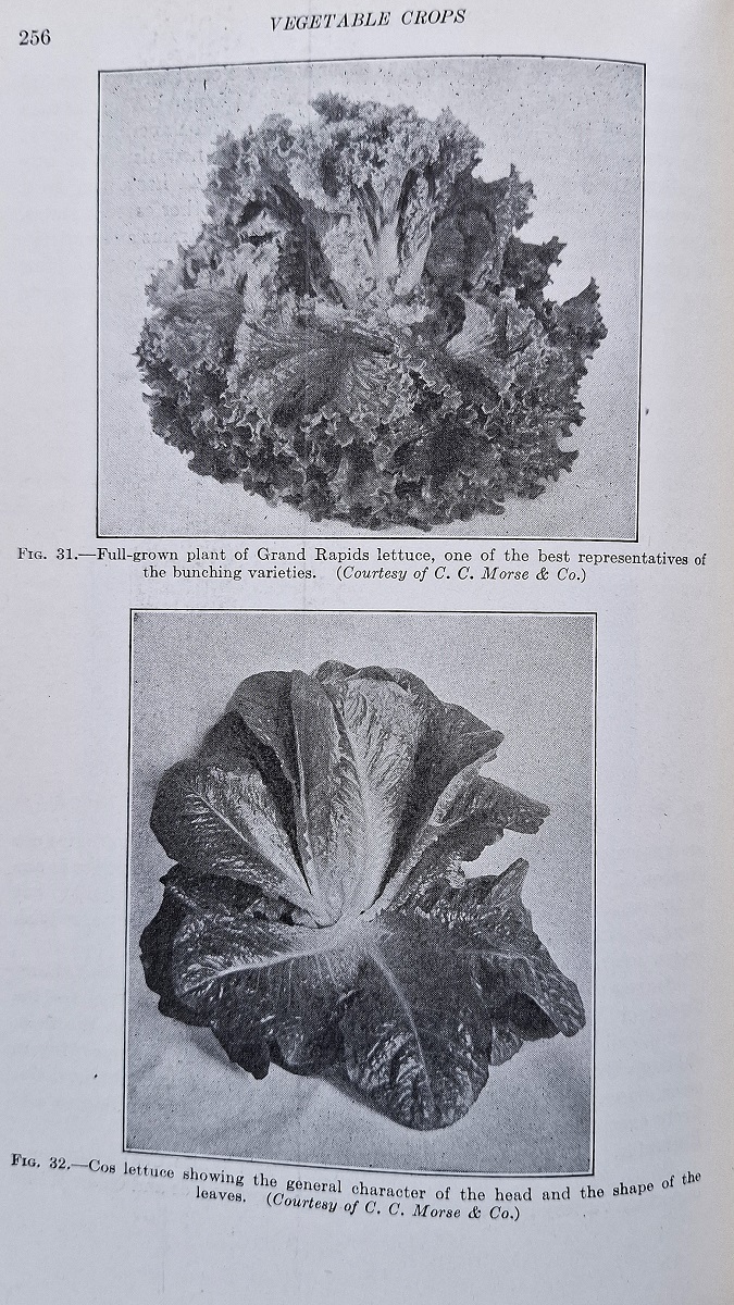 Vegetable Crops