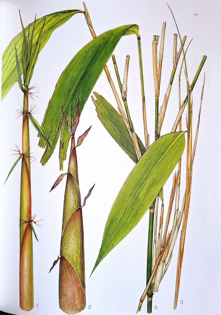 Illustrated Horticultural Bamboo Species in Japan