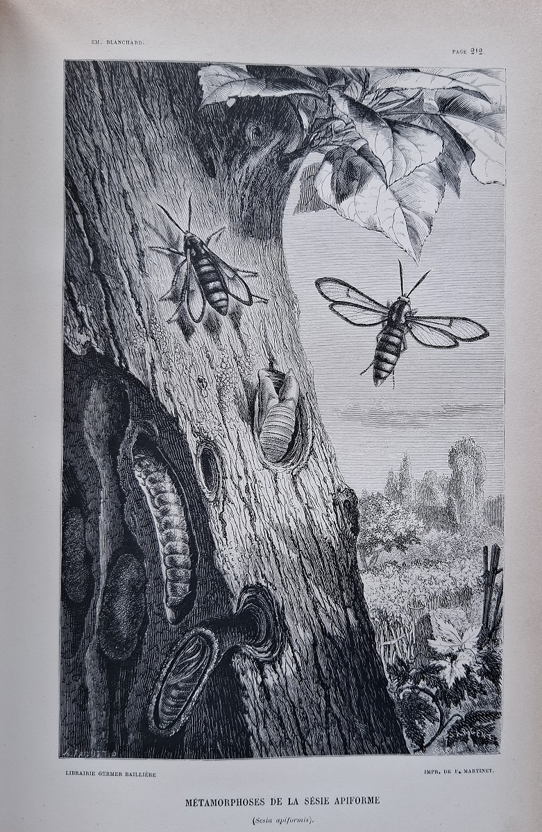 Metamorphoses Moeurs et Instincts des Insectes (Insectes, Myriapodes, Arachnides, Crustaces)