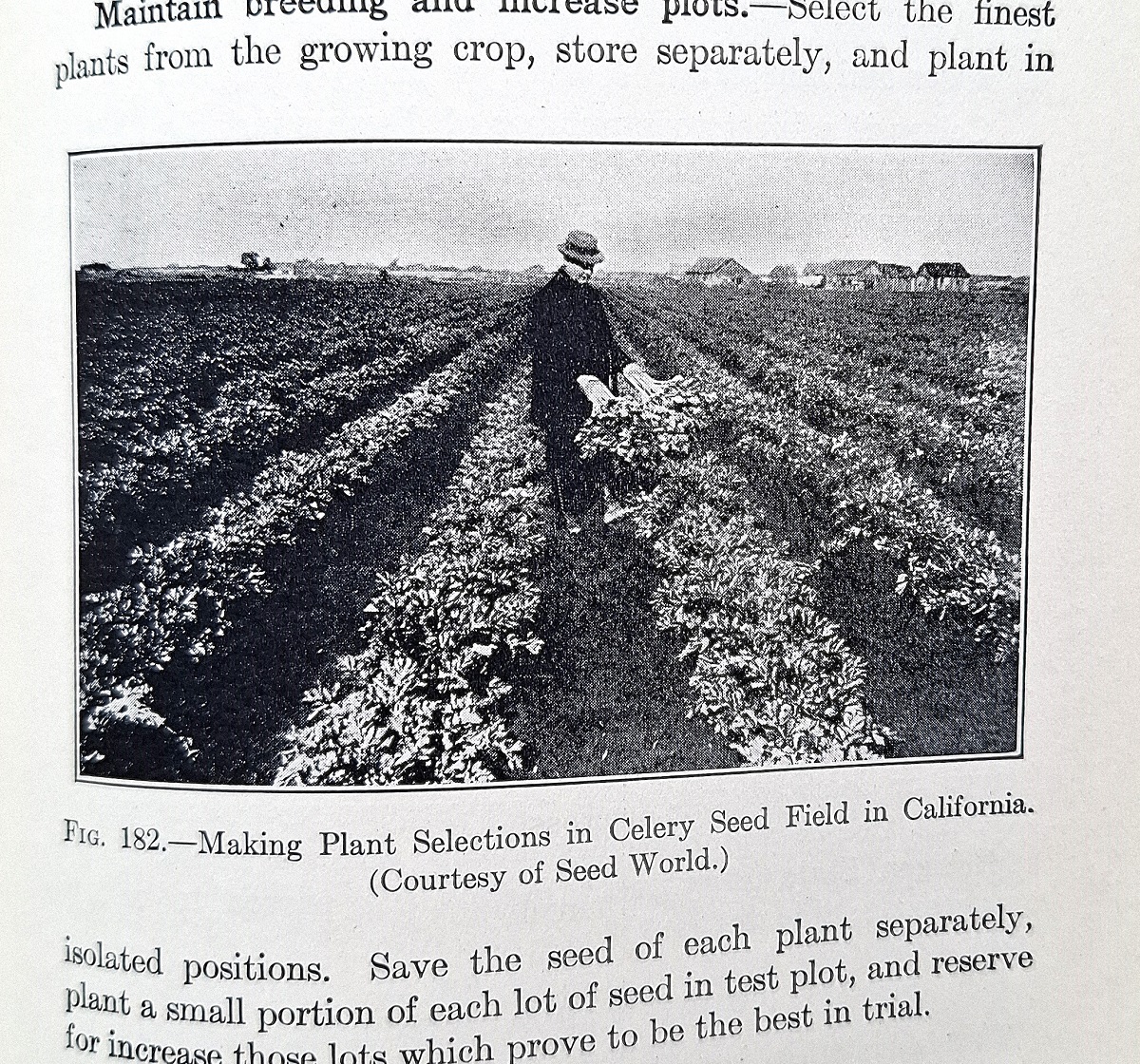 Seed Production and Marketing