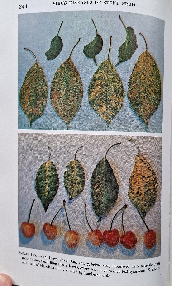 Virus Diseases and Noninfectious Disorders of Stone fruits in North America