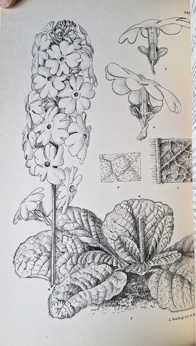 Curtis's Botanical Magazine, Volume CXLVII (147) [1921 but published 1938] A MAINLY UNCOLOURED COPY