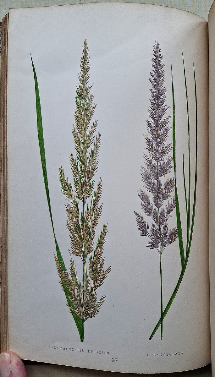 A Natural History of British Grasses