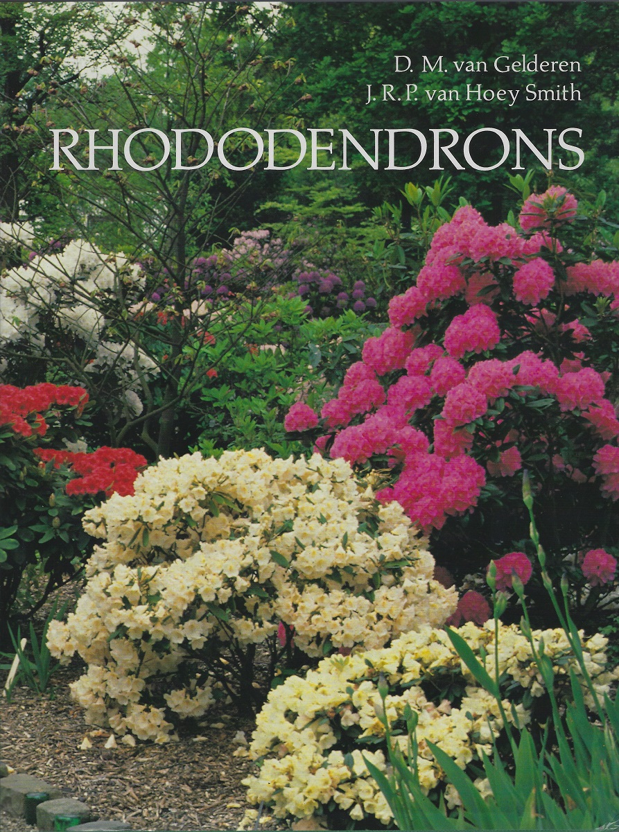 Rhododendrons.