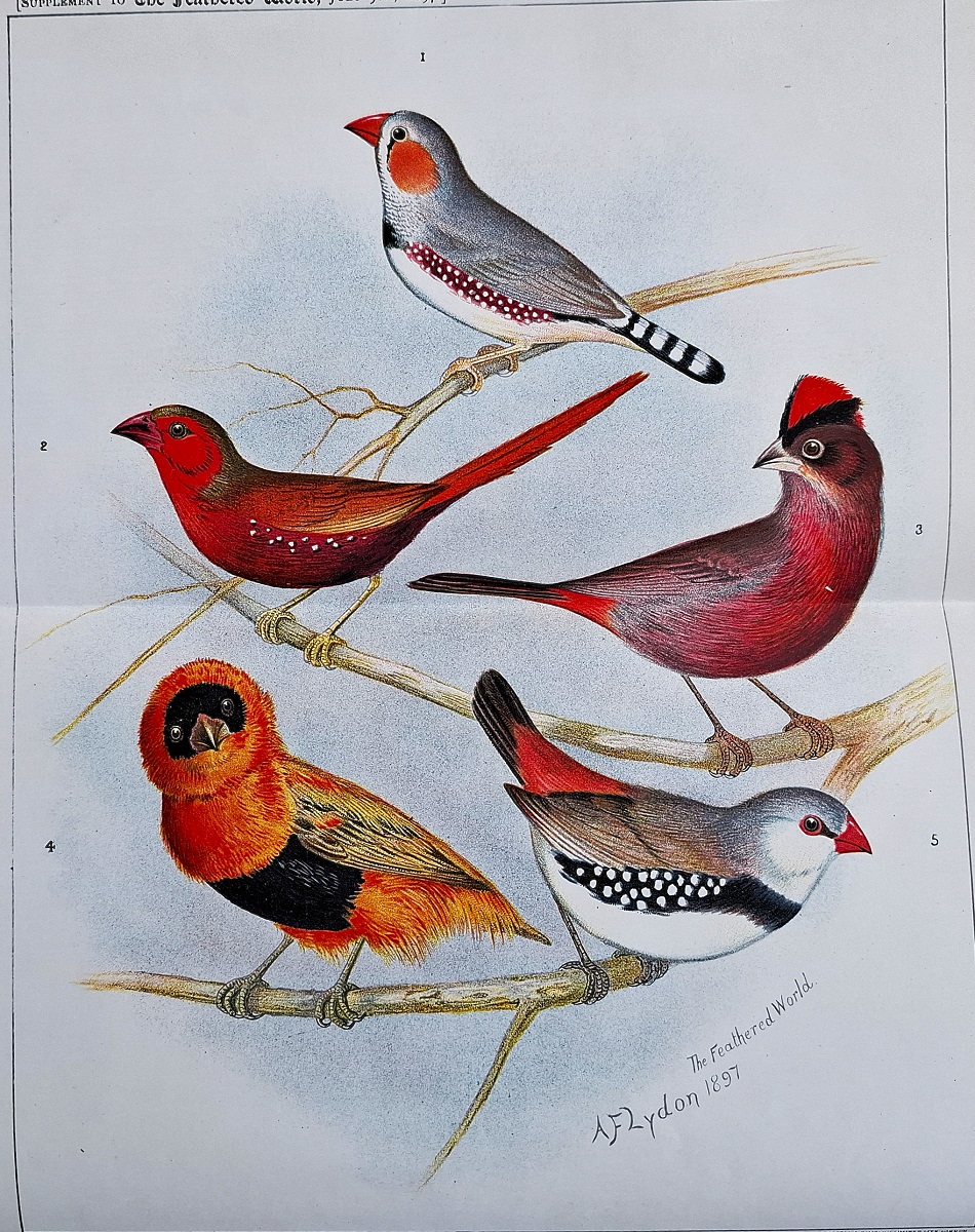 Foreign Bird Keeping. Part 1