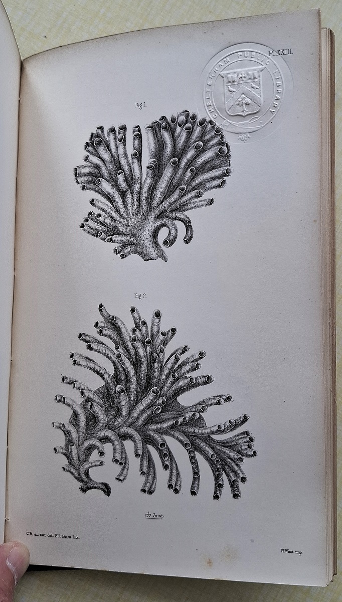 Catalogue of the Cyclostomatous Polyzoa in the Collection of the British Museum