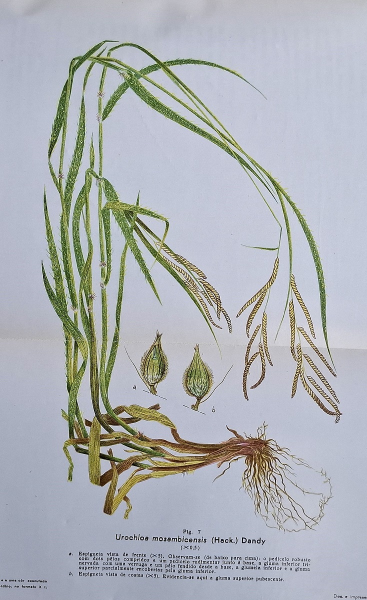 Os Principais Compnentes das Pastagens Espontaneas do Sul da Provincia Mocambique - !. Estudio especial e geral floristic-ecologico das especies fascicolas, evidanciado-se as gramineas que existem na provincia [C.E. Hubbard's copy]