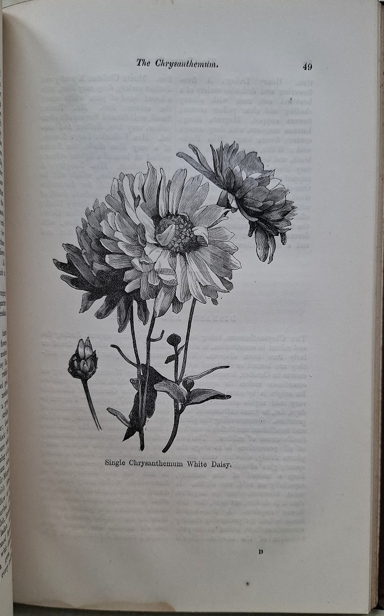 The Chrysanthemum - its History, Culture, Classification and Nomenclature