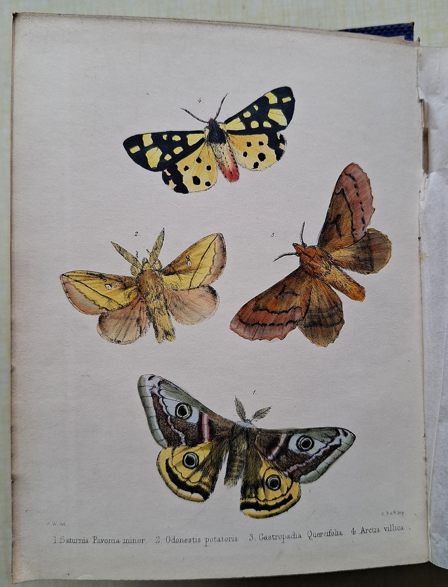 Image for Popular British Entomology; containing a familiar and technical description of the insects most common to the localities of the British Isles Popular British Entomology; containing a familiar and technical description of the insects most common to the localities of the British Isles