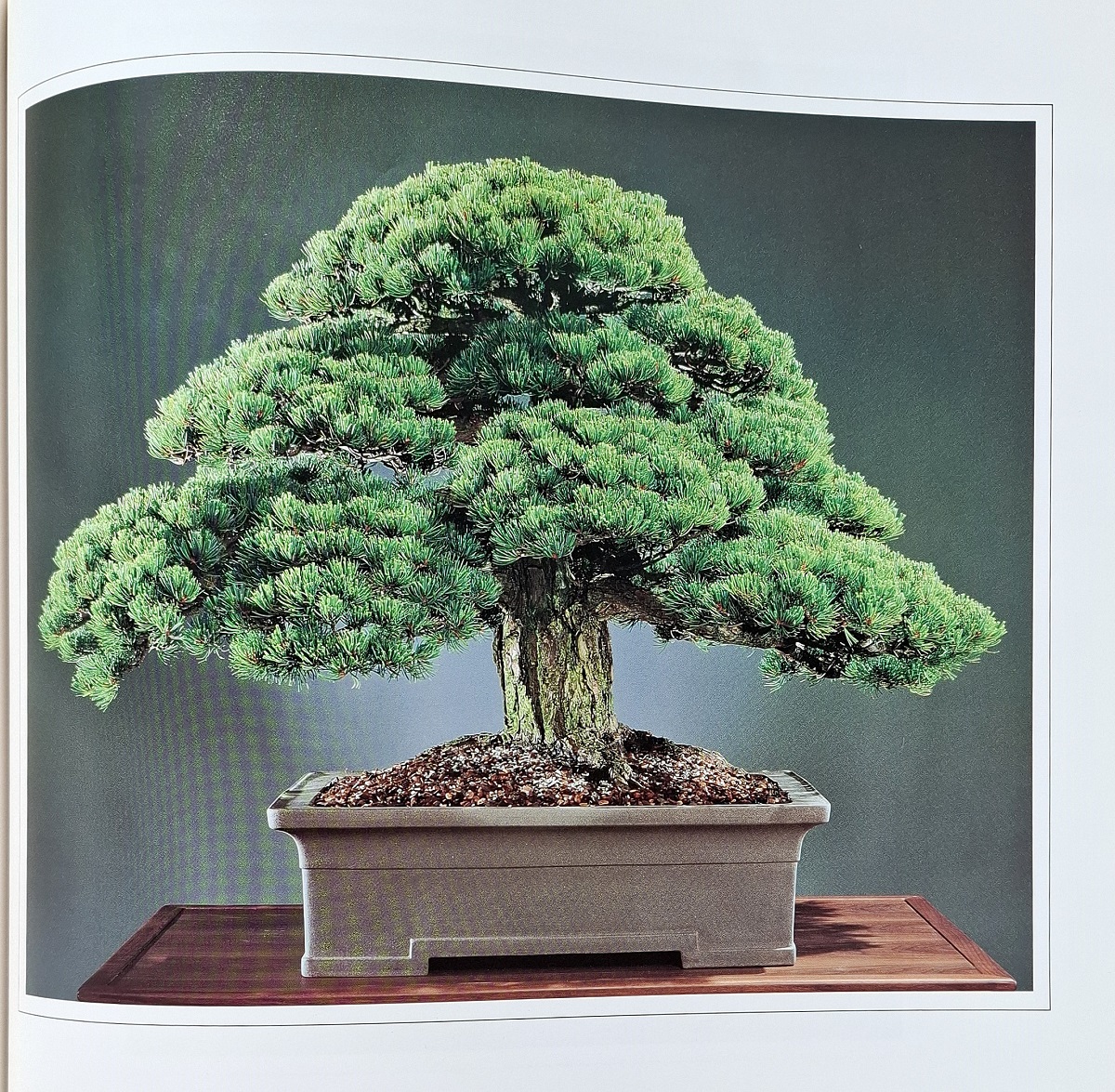 Image for Timeless Trees - the U.S. National Bonsai Collection Timeless Trees - the U.S. National Bonsai Collection