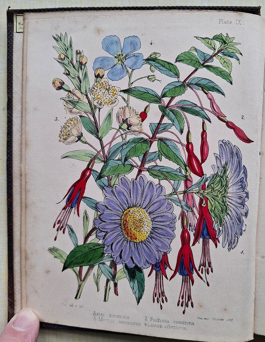 Popular Garden Botany: containing a familiar and scientific description of most of the hardy and half-hardy plants introduced into the flower garden